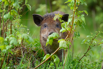 Wild boar on the forest