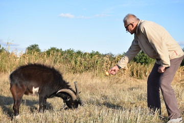 Пожилой мужчина кормит козла