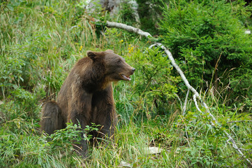 Big brown bear in the forest