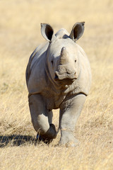 African white rhino © byrdyak