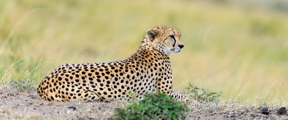 Wild african cheetah