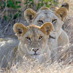 Lion in National park of Kenya