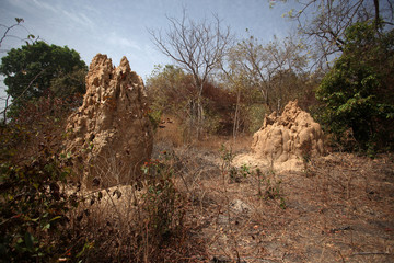 two big dried termite knolls in Africa