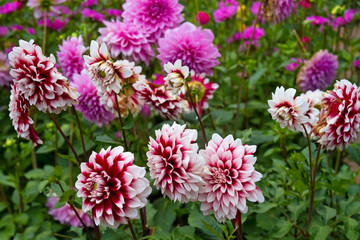 Dahlien mit rosa Blüten