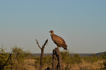 Cape Vulture
