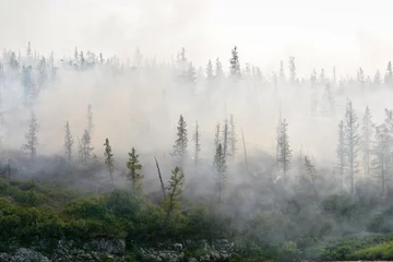 Photo sur Plexiglas Forêt dans le brouillard Forest fires.