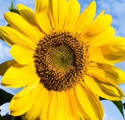 Obraz premium Sunflower