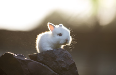 White little hare on stone