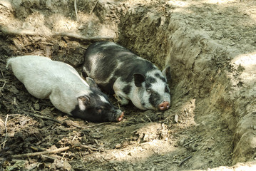 Pigs sleep on the ground