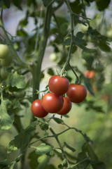 Grow Tomatoes