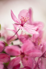 Fototapeta na wymiar Dogwood Tree Flowers Close Up In Spring Vertical