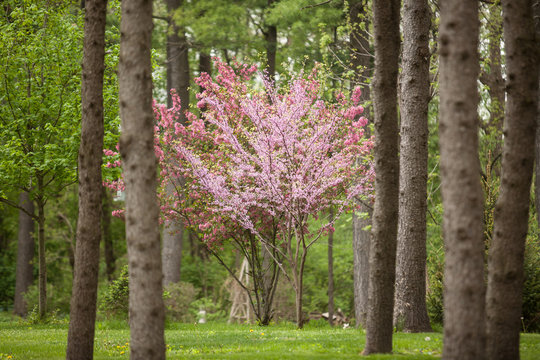Flowering Dogwood and Redbud Trees in a Pine Forest Horizontal