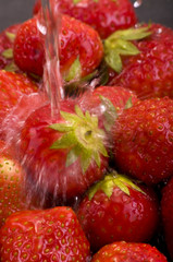Erdbeeren