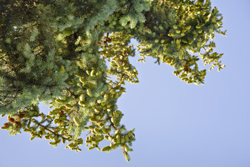 Spruce tree with a very large number of young cones. Background.