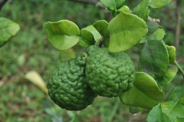 Obraz premium Citron vert 