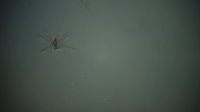Gerris lacustris, commonly known as the common pond skater or common water strider, is a species of water strider, found across Europe.