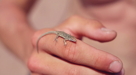 Obraz premium Lizard on the hand