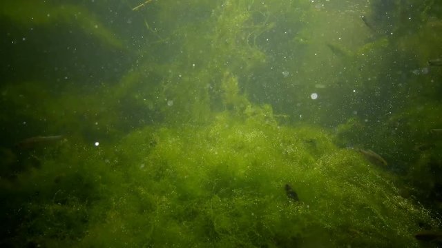 Green algae in a freshwater reservoir, oxygen release, air bubbles
