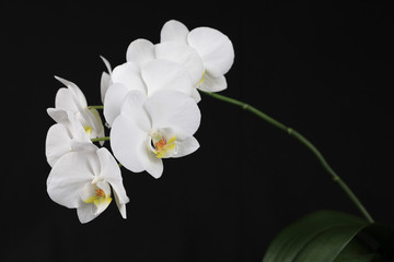 Naklejka na ściany i meble Weiße Orchidee auf schwarzem Grund