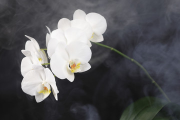 Weiße Orchidee auf schwarzem Grund