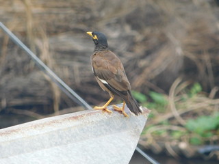 beautiful loving bird