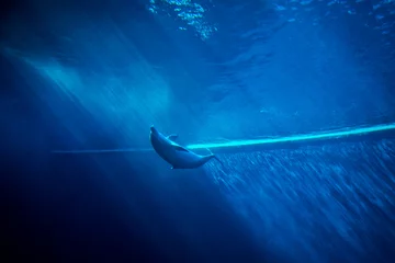 Abwaschbare Fototapete Delfin Beautiful playful dolphin isolated