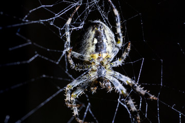Spider and spider's web on black background. Arachnid climbing the web. Extreme close up macro image.