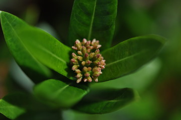 Fleur 