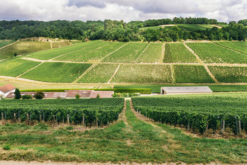 Green grape field in France