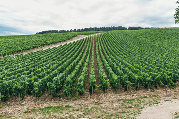 Fototapeta na wymiar Grapes grows in rows in the field