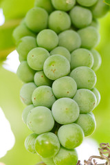 A bunch of green grapes on a bush, winemaking, making white wine