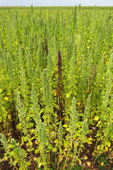 Cultivo de quinua - Chenopodium quinoa