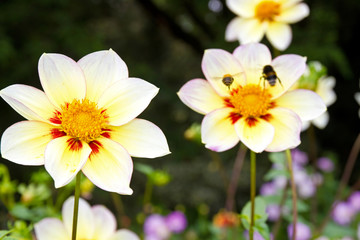 Gelbe Blüten einer Dahlie