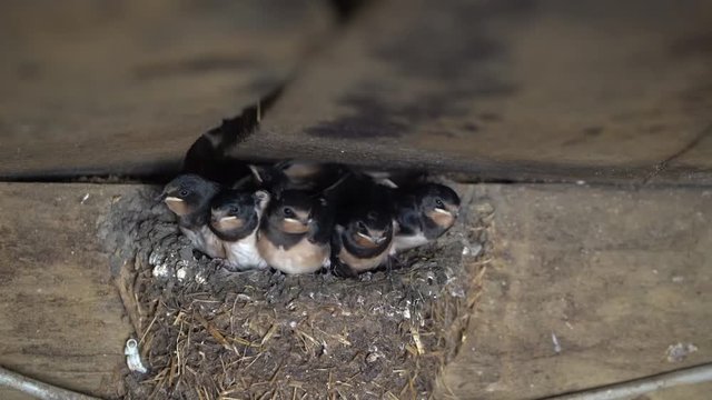 Schwalben, Jungschwalben im Nest werden gef&uuml;ttert