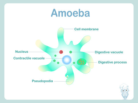 Amoeba scheme for school education stock vector illustration