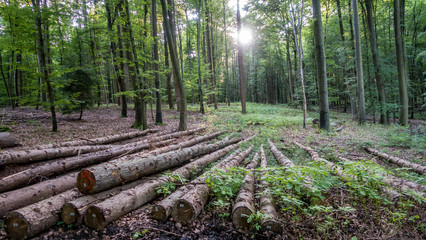 Gefällte Baumstämme