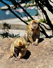 Gibraltar Barbary macaque family