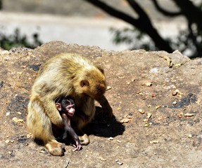 Gibraltar Barbary macaque family