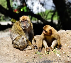 Fototapeta premium Gibraltar Barbary macaque family