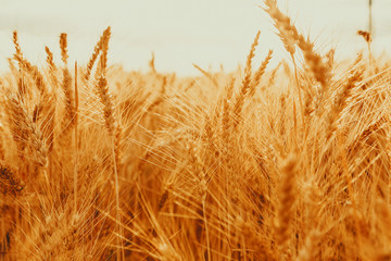 Gold wheat field against the sunset