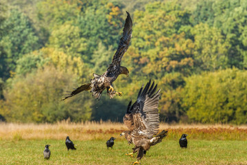 Eagle sea attack (Haliaeetus albicilla) 