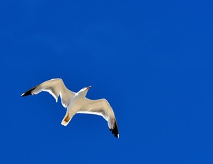 European herring gull