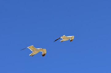 European herring gull
