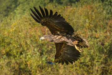 Eagle sea attack (Haliaeetus albicilla) 