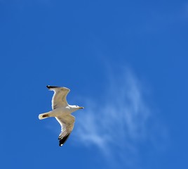 European herring gull