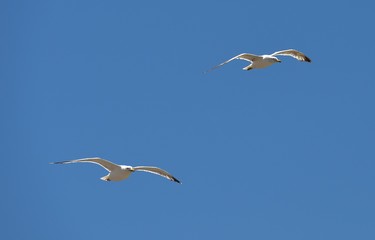 European herring gull