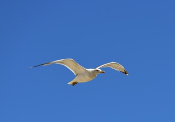 Obraz premium European herring gull