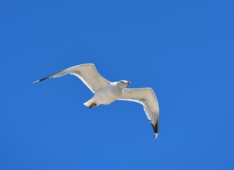 European herring gull