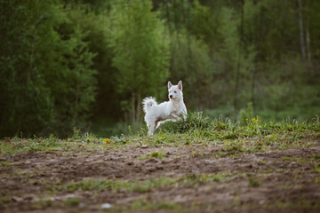 Obraz premium Little dog running in park
