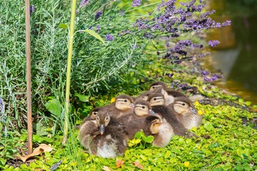 Küken der Mandarinente (Aix galericulata) ruhen am Ufer eines Teichs im Grün, Ostharz, Sachsen-Anhalt, Deutschland, Europa 